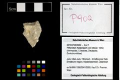Foto (Objekt + Etikett) von Pithonoton marginatum (von Meyer, 1842)  (NHMW-GEO-2014-0194-0902)